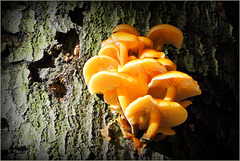 Futu, Seafood mushrooms ~ Gewoon fluweelpootje (Flammulina velutipes)... (+ PiP)