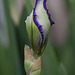 357/366: Bearded Iris with Spiral