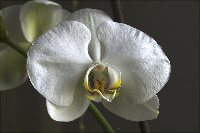 White Phalaenopsis Bloom