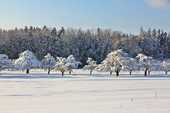 Streuobstbäume im Winterkleid