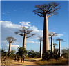 Baobab Alley, Madagascar