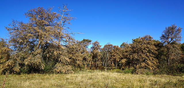 Waldsterben: klimabedingt - Forest dieback: climate-induced