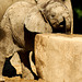Elefant "Kimana"