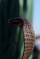 La triste vérité , la majorité des charmeurs de serpents arrachent les crochets venimeux des cobras , vipères ....c'est de la maltraitance animale .