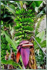 Bananen - Blüte bis Frucht... ©UdoSm