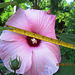 La unua floro de marĉa hibisko