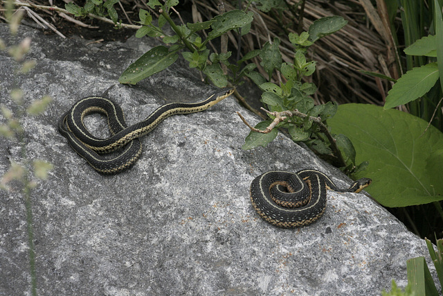 couleuvre rayée  / common garter snake