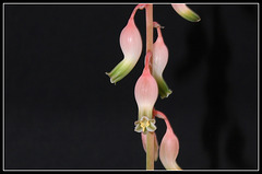 Gasteria bicolor liliputana (7)