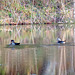Two wood ducks on my pond
