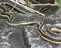 common garter snake / couleuvre rayée