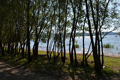 Бакотский залив, Деревья у берега