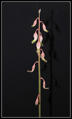 Gasteria bicolor liliputana (8)