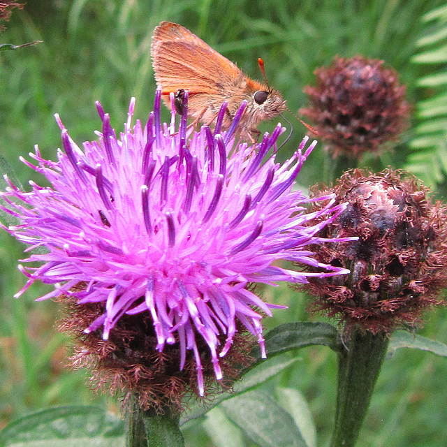 Greater Knapweed with a visitor (Small Skipper )