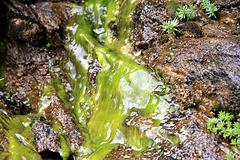 grüne und nasse Algen an der Felswand