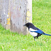 One for Sorrow.....