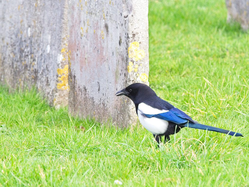 One for Sorrow.....