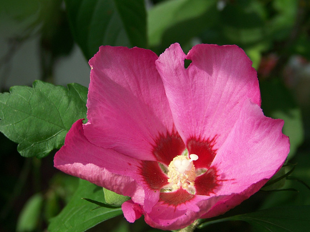 Hibiscus syriacus - floro de hibiskoarbusto