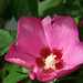 Hibiscus syriacus - floro de hibiskoarbusto
