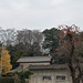 Ginkgo, houses and persimmon