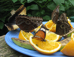 Butterflies Feeding on Fruit