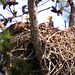 Two adult bald eagles