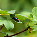 Longhorn Beetle / Pseudogaurotina cressoni