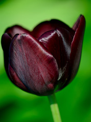 Tulpe aus dem Westerwald