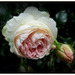 Une rose pour vous mes ami(e)s .........Bon mardi !