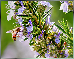 Rosmarin als Bienenweide. ©UdoSm
