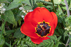 Tulip-DSZ1748