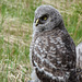 Great Gray Owlet from June 2012