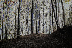 Frühlingsstimmung in einem Buchenwald - Spring mood in a beech forest