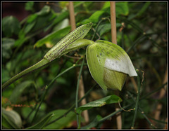 Paphiopedilum Boliviana (4)