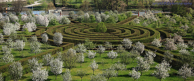 A Maze among Apple Trees