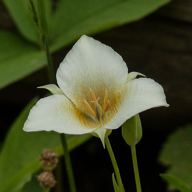 Mariposa Lily / Calochortus apiculatus
