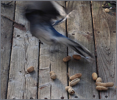 A hundredth of a second in a lucky blue jay's life