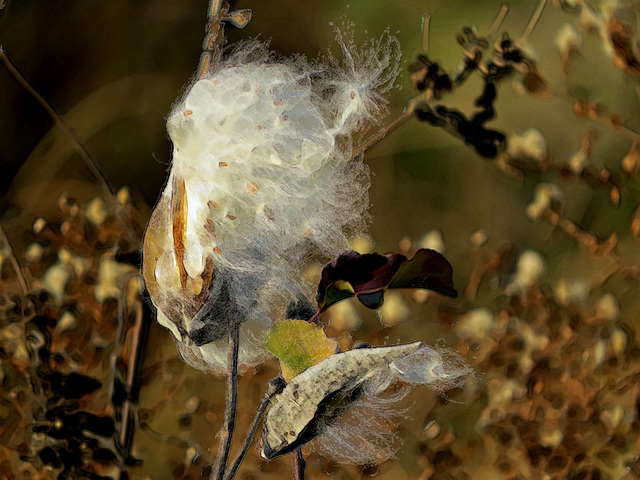 Milkweed Seedpod