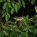 Garden Warbler