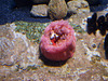 Strawberry anemone (Urticina lofotensis).