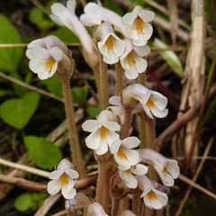 Clustered Broomrape / Orobanche fasciculata