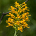 Platanthera cristata (Crested Fringed orchid)