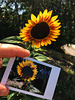 Sunflower + Instant Sunflower
