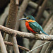 American Pygmy Kingfisher / Chloroceryle aenea, Caroni Swamp, Trinidad