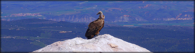 Griffon Vulture (please enlarge)