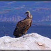 Griffon Vulture (please enlarge)