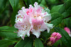 Rhododendron ~ Christmas Cheer