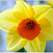 Narcisse (Narcissus)