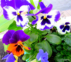 Pansy Faces
