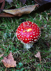 Garden Fungus