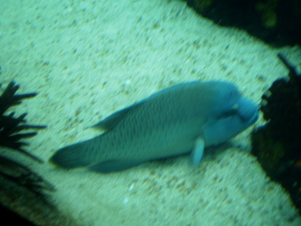 Napoleon-fish (Cheilinus ondulatus).